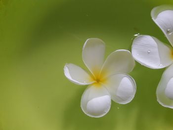 Close-up of white flowering plant