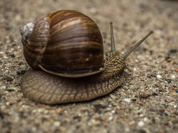 Close-up of snail