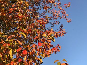 Low angle view of maple tree against sky