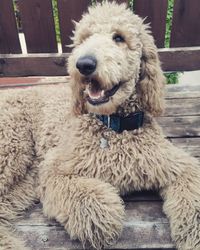 Close-up of poodle resting on boardwalk