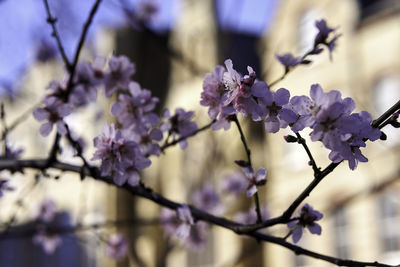 Close-up of cherry blossom