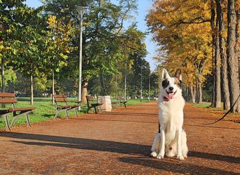 A dog outside in the autumn park in sofia