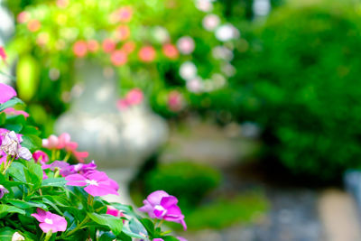 Close-up of pink flowers blooming in park