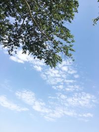 Low angle view of tree against sky