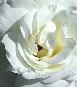 Close-up of white rose