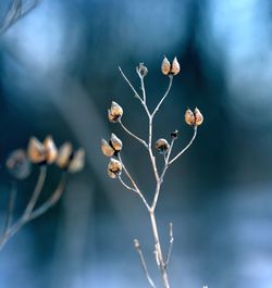 Close-up of plant growing outdoors