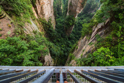 View of bridge in forest