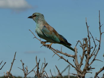 Close-up of bird perching on tree against sky