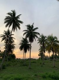 Palm trees on field against sky at sunset