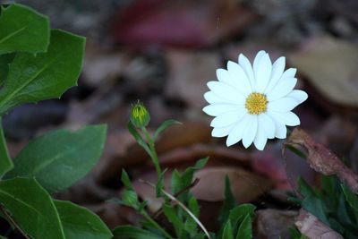 White daisy wirh greenery and garden mulch