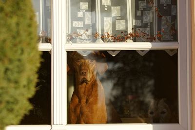 Close-up of dog looking through window