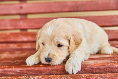 Close-up of a dog