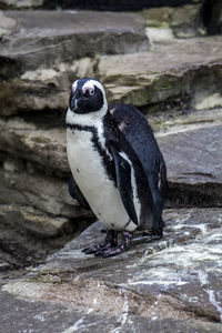 Close-up of penguin on rock