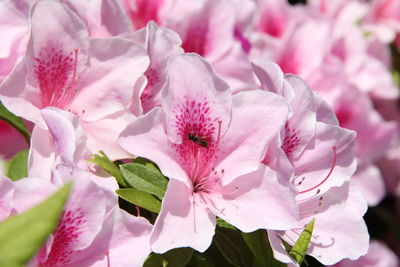 Close-up of pink flowers