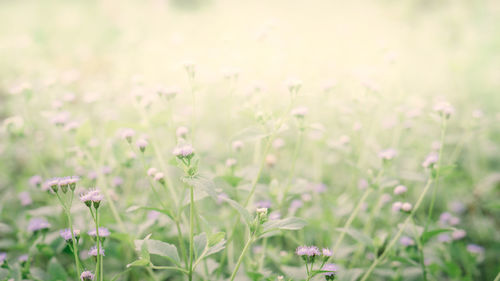 Close-up of white flowering plants on field