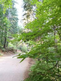 Footpath amidst trees