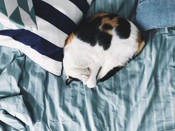 High angle view of cat sleeping on bed