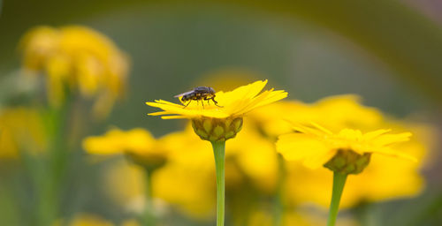 Close-up of bee pollinating on yellow flower