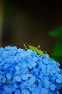 Close up of purple flower