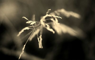 Close-up of plant against blurred background