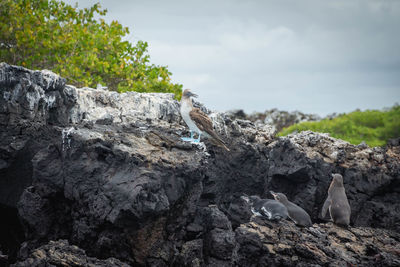 View of bird on rock