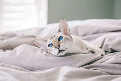 Blue-eyed oriental breed cat lying resting on bed at home looking away. 