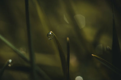 Close-up of water drops on plant