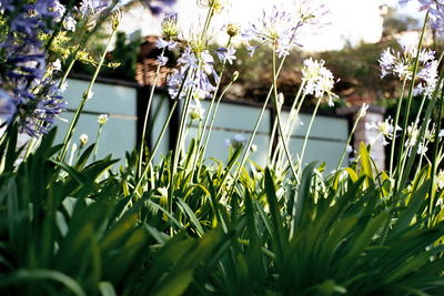 Close-up of flowering plants by lake