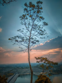 Tree by sea against sky during sunset