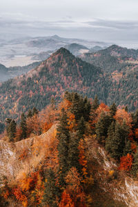 High angle view of autumn trees on mountain