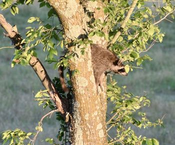 Squirrel on tree trunk