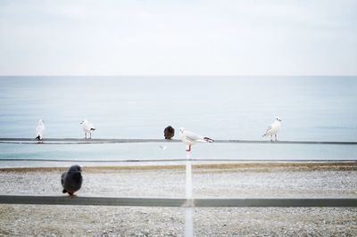 Birds on railing against calm sea