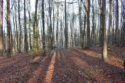 Trees growing in forest during autumn