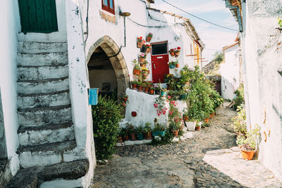 Low angle view of plants against building
