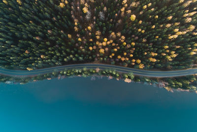 Aerial view of trees by lake