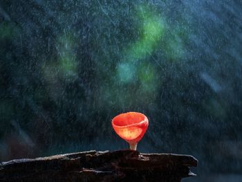 Close-up of wet red leaf in rainy season