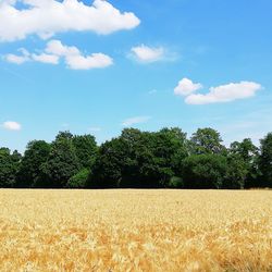 Scenic view of agricultural field against sky