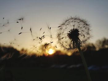 Close-up of dandelion against sky during sunset