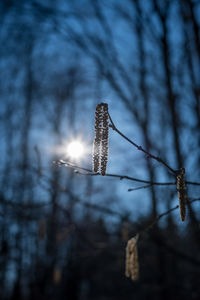 Low angle view of illuminated tree against sky