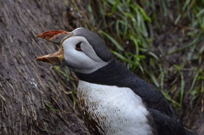 Puffin under rain close to the nest