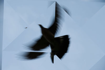 Close-up of bird flying