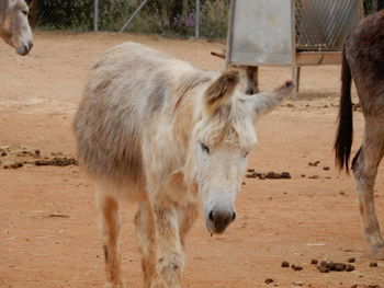 Donkey resident at the fuente de piedra donkey sanctuary in southern andalusia, spain.