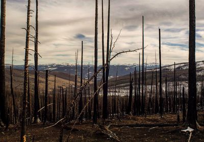 View of burnt forest against cloudy sky