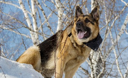 Dog in winter