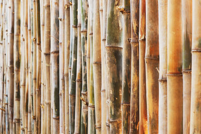 Detail shot of bamboo in forest