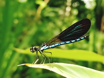 Close-up of butterfly