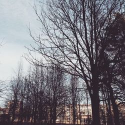 Low angle view of bare trees against sky