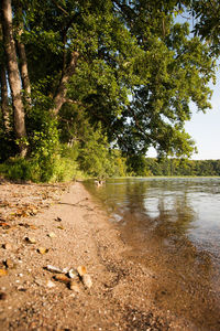 Scenic view of river flowing through forest