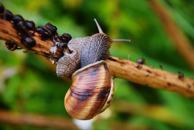 Close-up of snails on twig