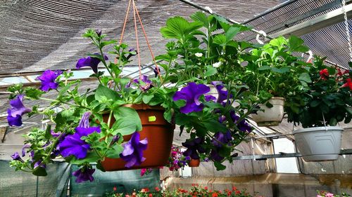 Close-up of potted plant